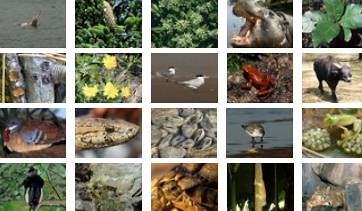 繽紛的生物多樣性。照片截錄自IUCN網站