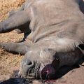 最後一頭母犀牛因為犀牛角被砍斷取走而流血致死，圖片來源：路透社