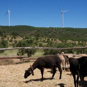 里斯本南方的發電風車，圖片節錄自Rupert Eden，紐約時報