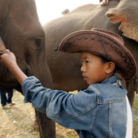 寮國的象夫與大象，圖片節錄自: David Longstreath/AP