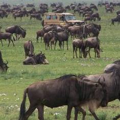 2008年2月，在遷徙中牛羚群中的觀光車，照片節錄自:Warmikani相本。