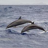 海豚躍出水面，此處距離帛琉人口最稠密的島嶼Koror僅24.1公里，圖片右上方隱約可見Koror島。圖片節錄自：Brian Glass Photography相本。