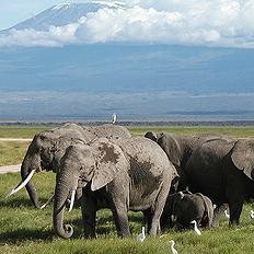 吉利馬札羅山腳下的Amboseli大象。圖片節錄自：M. Disdero。