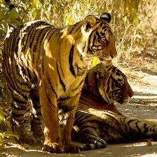 在印度Ranthambhore國家公園的野生老虎。 圖片節錄自：Robert Parker相本。