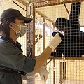 屏科大野生動物收容中心，收留了十幾隻不同種類的長臂猿，牠們都與古拉有著相同的遭遇。
