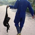 這幾年間仍有未成年的小長臂猿被送進收容中心，顯示零星的非法交易還繼續進行著。