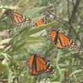 每到11月,墨西哥的帝王斑蝶就會開始群聚