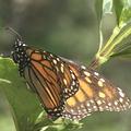帝王蝶被發現遠從加拿大飛到墨西哥,足足跨越了四千公里