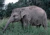 蘇門達臘象(圖片提供：WWF；攝影：Paul Forster)