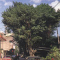 編號:北115∥樹種:榕（12棵）∥高/公尺:8∥直徑:1.1∥年齡:100∥地點:新莊市文林里碧江街72號巷內