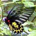 黃裳鳳蝶雌蝶（2001年4月攝於木生昆蟲館）