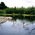 濕地也是無數生物棲息繁衍的重要地區（英國倫敦濕地中心、邱文彥 攝）