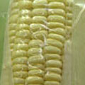 基因玉米