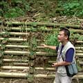 溪頭台大實驗林嘗試用當地的杉木打入植生樁，作為沖蝕溝的擋土牆。