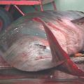 鯨豚協會獸醫楊瑋誠解剖擱淺的鯨豚，發現內臟有很多氣泡，懷疑是得了潛水夫病。