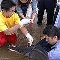 根據中華鯨豚協會的研究資料，鯨豚擱淺後順利重返大海，存活的機率不超過20%。