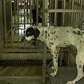 進入收容所的流浪狗超過七天就得面臨被撲殺的命運。