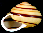 殼呈「左旋」的班卡拉蝸牛