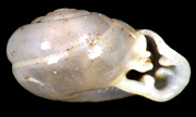 殼口形狀不規則的扭蝸牛