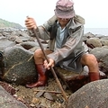 採集花蛤的漁民仍奮力的工作著，島上熱鬧的花蛤節似乎和他們無關。