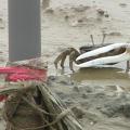 台灣招潮蟹喜歡生活在與人接近的高潮線泥灘地。