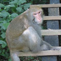 等在路邊搶食的台灣獮猴
