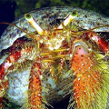厚腕真寄居蟹是泥質海底的大型寄居蟹，所背負的殼是許多附著生物重要的硬底質棲所。