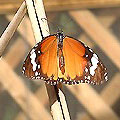 圖1：發現一隻麗質天生的樺斑蝶，靜靜停棲在那兒…