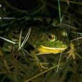 牛蛙(照片來源：青蛙小站)
