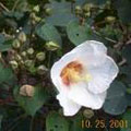 山芙蓉的花，清晨是白色的。（黎振東　攝影）