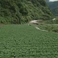 南山村有90%的農地都是種植高麗菜。