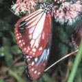 大發生期的青斑蝶何去何從，是極有趣的問題。（陳建志攝影）
