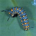 青斑蝶的五齡幼蟲。（陳建志攝影）