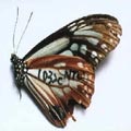 大屯山標放在日本被捕獲的青斑蝶（中峰浩司 攝影）