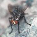 圖2.肉蠅為食腐肉昆蟲，在屍體上常可發現。