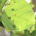 刺桐釉小蜂的蟲癭。疫情蔓延到東部、中部、北部甚至離島。
