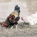 國際鳥盟反對藉由捕捉野鳥來控制禽流感