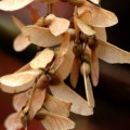 楓科楓樹特徵為葉對生、結翅果。