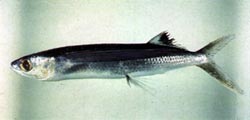 黑鰭飛魚 Cheilopogon cyanopterus／照片由【台灣魚類資料庫】提供