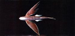 紫斑鰭飛魚 Cheilopogon spilonotopterus／照片由【台灣魚類資料庫】提供