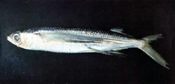 白鰭飛魚 Cypselurus unicolor／照片由【台灣魚類資料庫】提供