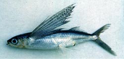 紅斑鰭飛魚 Cheilopogon atrisignis／照片由【台灣魚類資料庫】提供