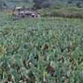 雅美族人的主要民俗植物景觀---水芋頭園。（圖片提供：貓頭鷹）