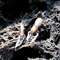圖7. 住在深海海綿體內的蝦子。（攝影：趙世民）