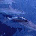 以每個航次中所觀察到的鯨豚種類，平均發現率（包括混群）最高的是飛旋海豚。（攝影：金磊）