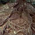 [墾丁的銀葉板根]板根是熱帶植物在潮溼環境的生態現象，墾丁除了銀葉樹外，其他樹種也會形成板根。
