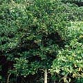 圖1.在台灣分布的茶茱萸科植物---呂宋毛蕊木。