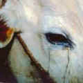 流淚的牛。在印度，牛的眼睛上被抹上辣椒，讓牛乖乖移動。（照片提供：人道對待動物協會/Karremann） 