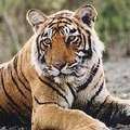 孟加拉虎(圖片來源： Save the Tiger Fund)