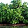 密克羅尼西亞紅樹林(圖片來源：http://kosraevillage.com)